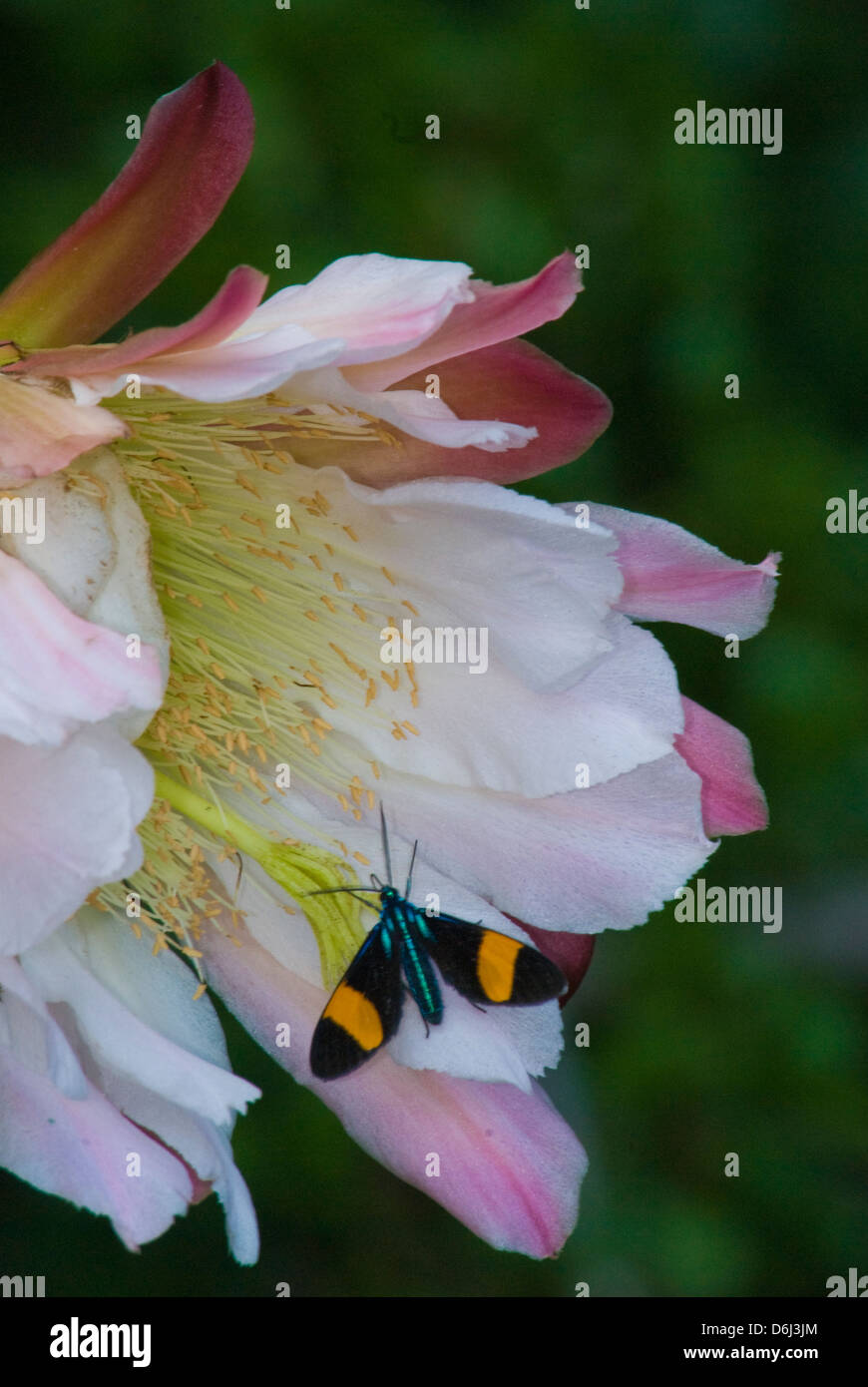Unbekannter Schmetterling auf Echinopsis Kakteen blühen in Santa Teresa Nationalpark in Uruguay Stockfoto