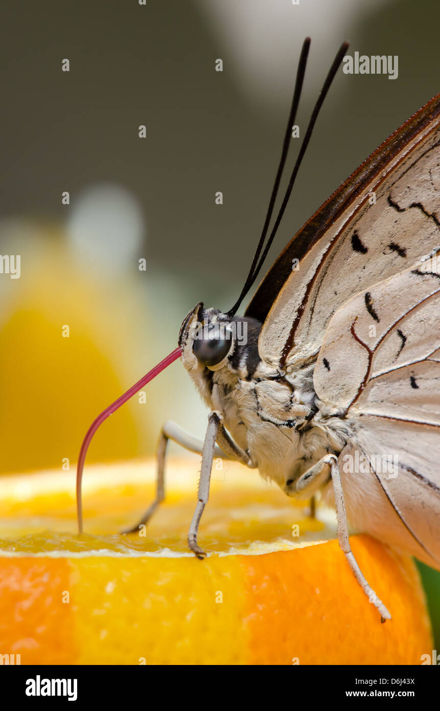 Große Eggfly Bolina Schmetterling eine Orange Essen. Nahaufnahme der Rüssel. Stockfoto