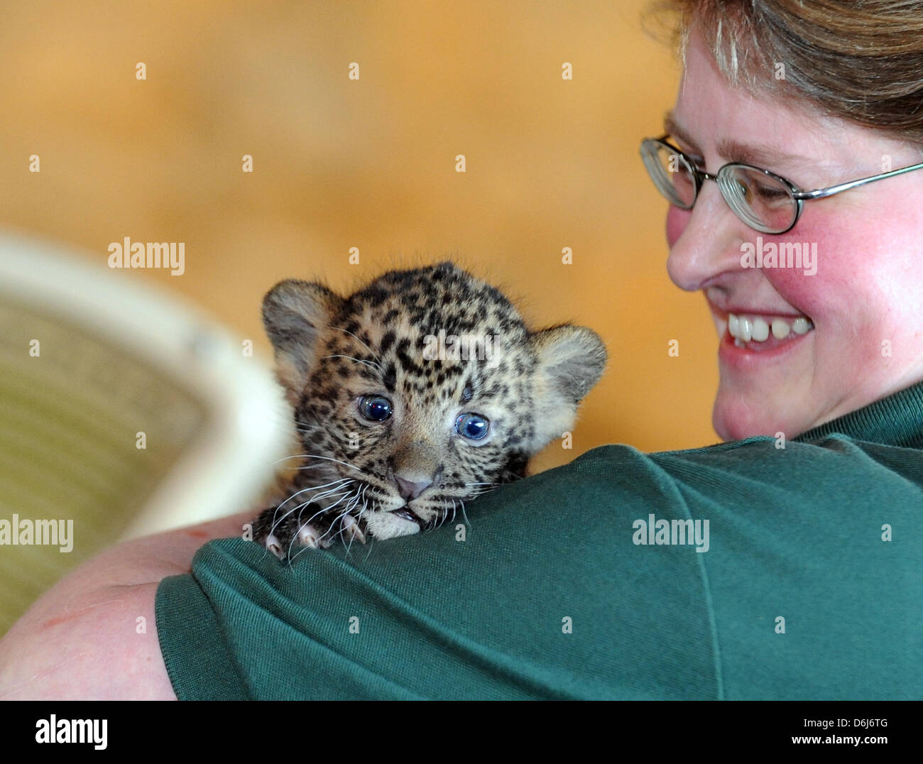 Ein Tierpfleger präsentiert Baby Javan Leopard Sri Kandi am Tierpark in Berlin, Deutschland, 5. März 2012. Die Tiere wurden am 16. Januar 2012 geboren. Dies ist das erste Mal die seltenen Arten in den Tierpark gepflegt ist. Foto: BRITTA PEDERSEN Stockfoto