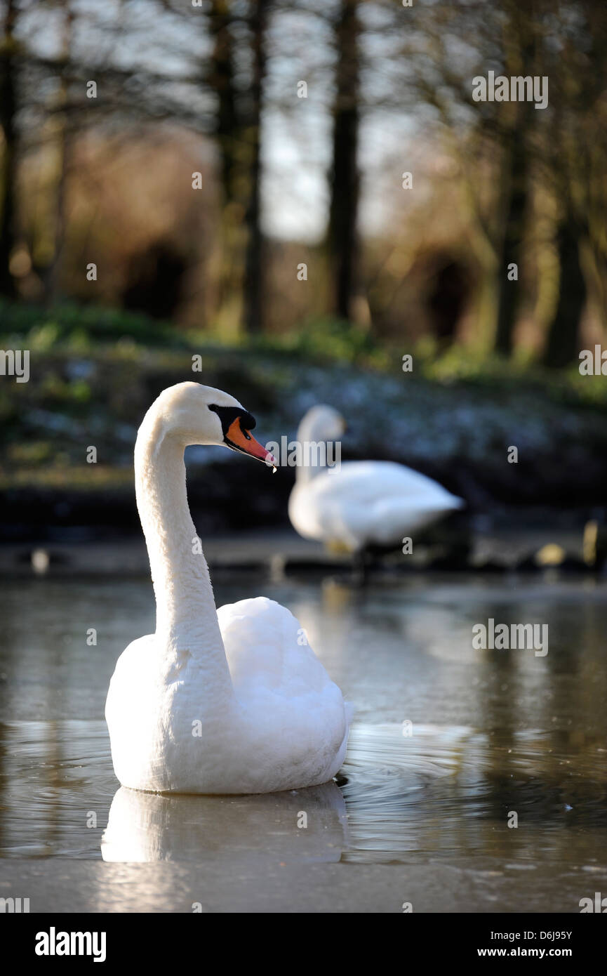 Ein Höckerschwan im eisigen Wasser bei The Slimbridge Wildfowl and Wetlands Trust, Gloucestershire UK Stockfoto
