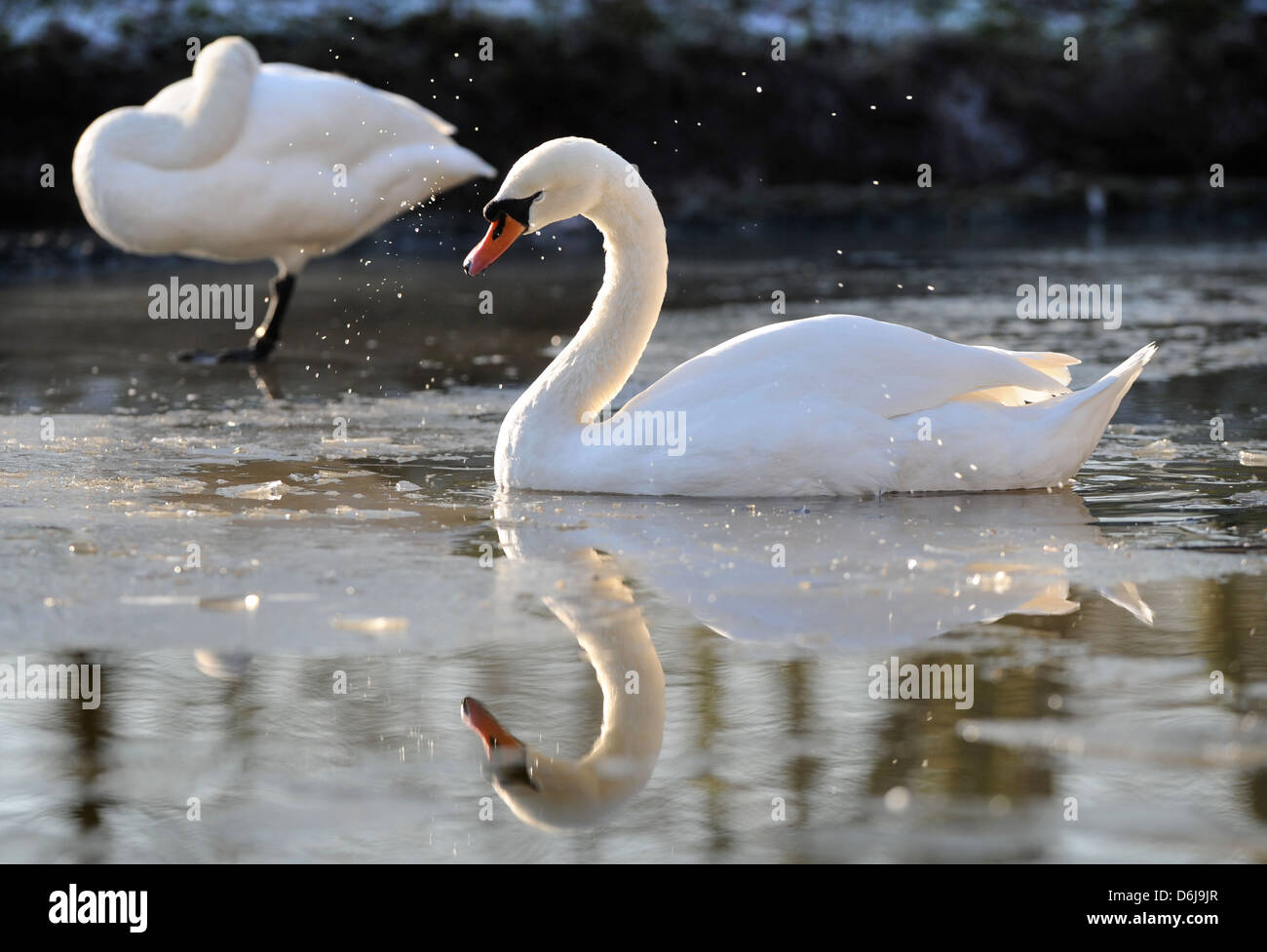 Ein Höckerschwan im eisigen Wasser bei The Slimbridge Wildfowl and Wetlands Trust, Gloucestershire UK Stockfoto