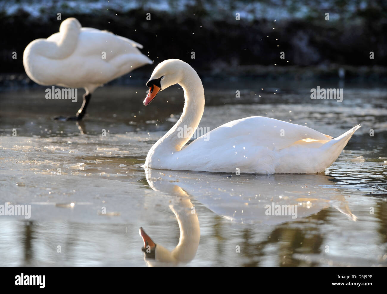 Ein Höckerschwan im eisigen Wasser bei The Slimbridge Wildfowl and Wetlands Trust, Gloucestershire UK Stockfoto
