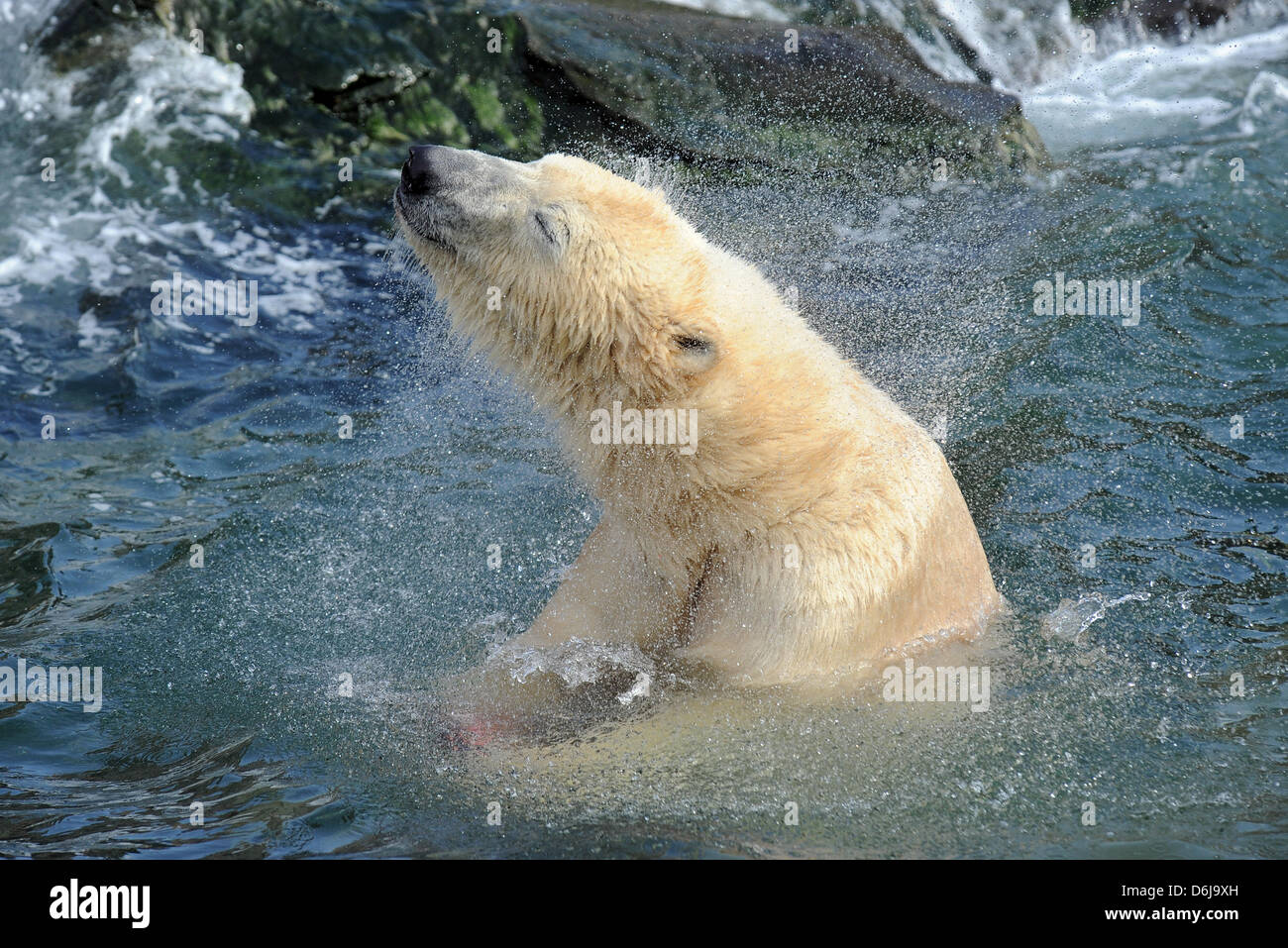 Eisbär Nanuq schwimmt nach vier Tagen ohne schwimmen im Pool von Yukon Bay im Zoo Hannover, komplexe 9. März 2012. Das Wasser wurde aus den Pools, verrostete Spundwand Wände zu überprüfen gepumpt. Foto: HOLGER HOLLEMANN Stockfoto