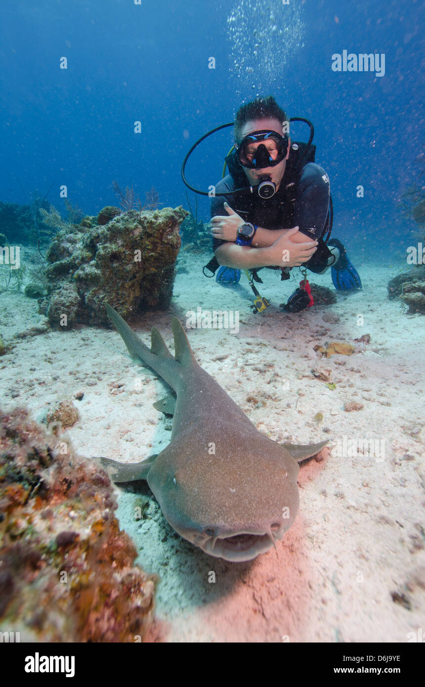 Hautnahe Begegnungen mit Ammenhai auf G-Spot-Riff, Türken und Caicos, West Indies, Karibik, Mittelamerika Stockfoto