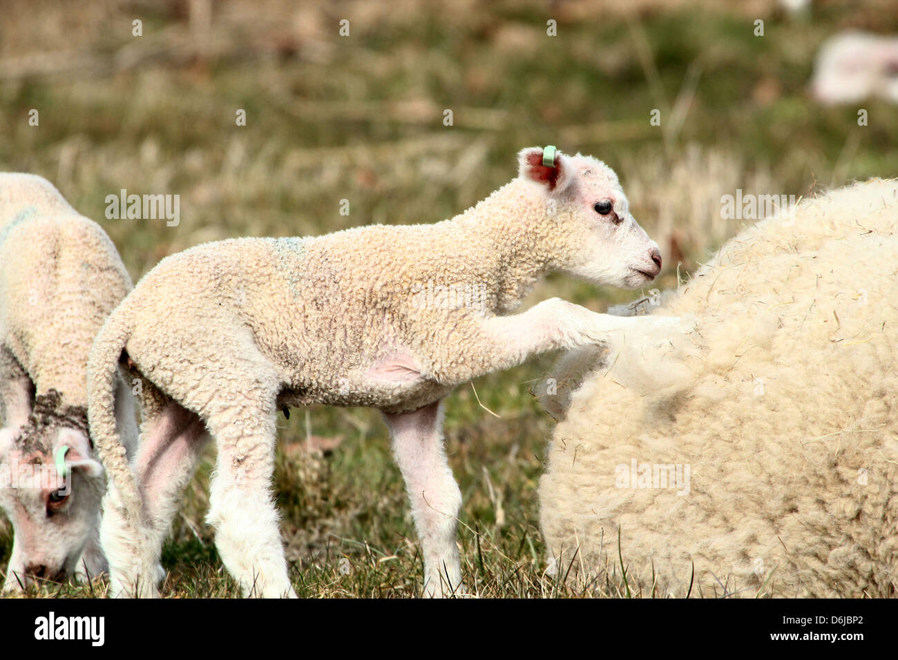 Jung und niedlich kleines Lamm Klettern auf Mama in der Frühlingssonne in eine Wiese Stockfoto