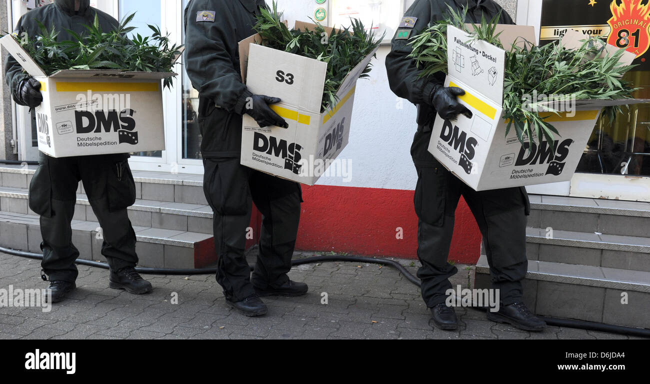 Polizisten tragen Kisten mit Cannabis-Pflanzen, die bei einer Razzia gegen Rocker-Clubs in Düsseldorf, Deutschland, 15. März 2012 gefunden. In einem alten Bunker des zweiten Weltkriegs wurden mindestens 4.000 Haschisch-Pflanzen gefunden. Foto: CAROLINE SEIDEL Stockfoto