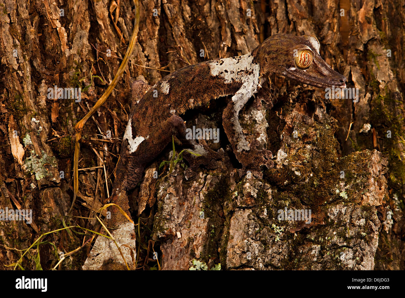 Riesiges Blatt-Tail Gecko Uroplatus fimbriatus Stockfoto