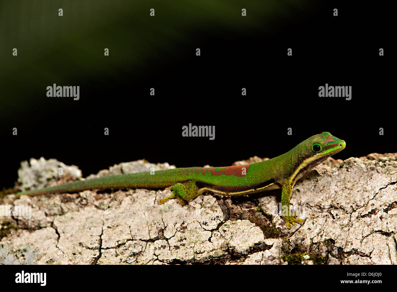 Gefütterte Tag Gecko Phelsuma lineata Stockfoto