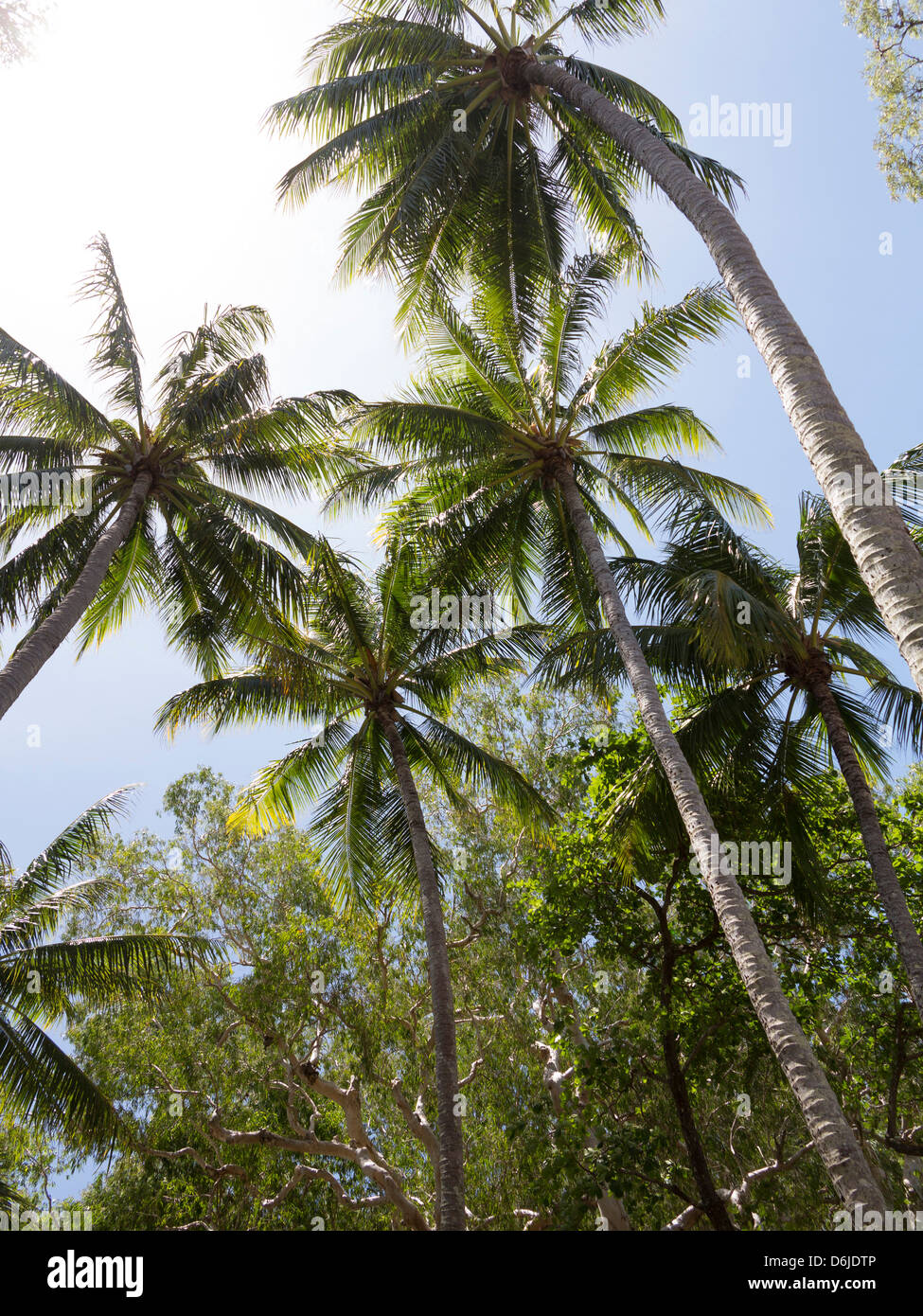 Palmen am Strand von Palm Cove, Cairns, Nord-Queensland, Australien, Pazifik Stockfoto