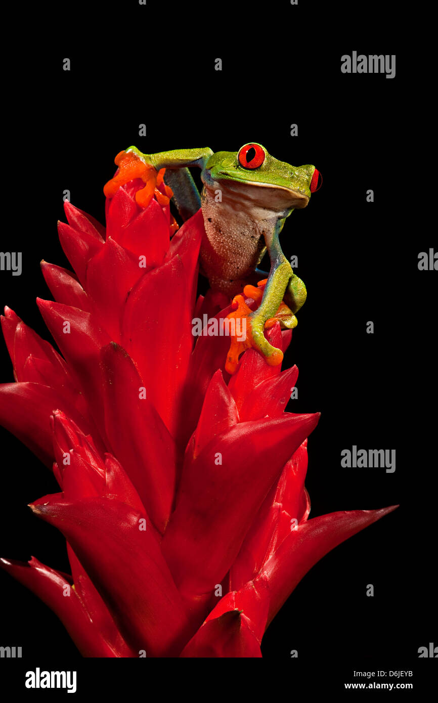 Red Eye Tree Frog Agalycanis callidryas Stockfoto