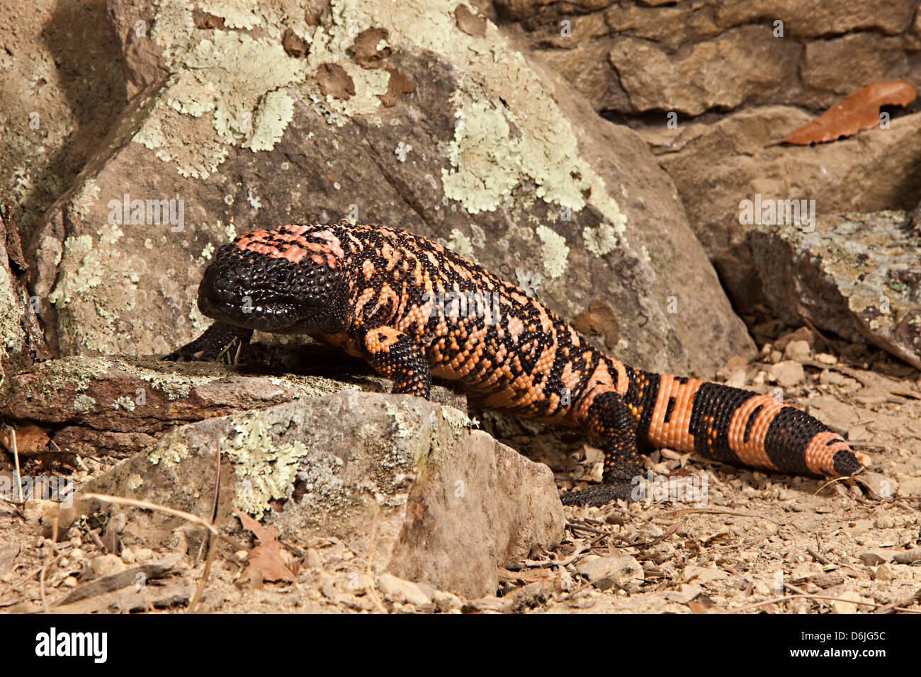 Gila Monster Heloderma suspectum Stockfoto