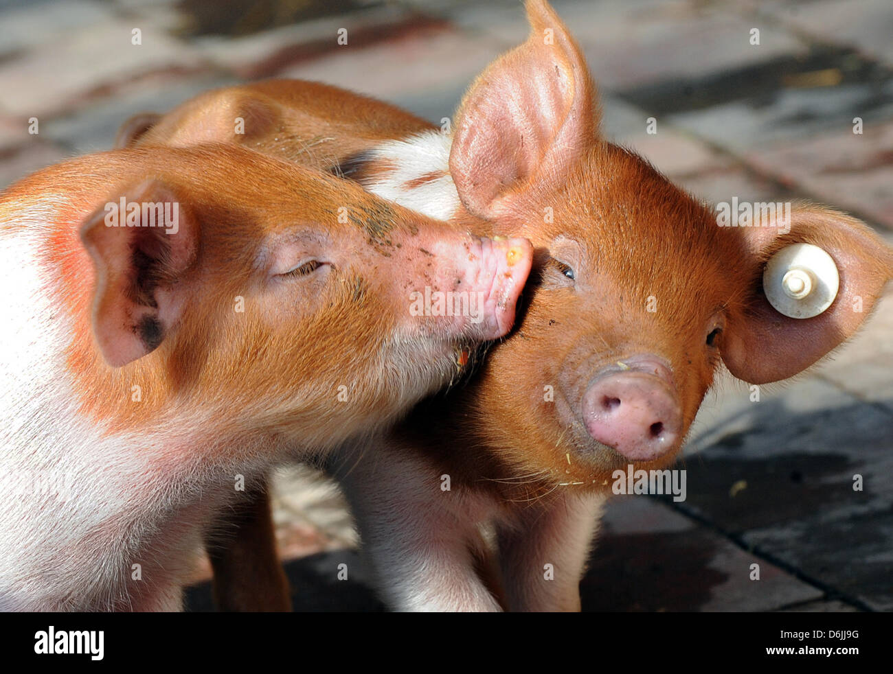 Zwei junge dänische Protest Schweine kuscheln in der Frühlingssonne im Zoo in Hannover, Deutschland, 20. März 2012. Foto: Holger Hollemann Stockfoto