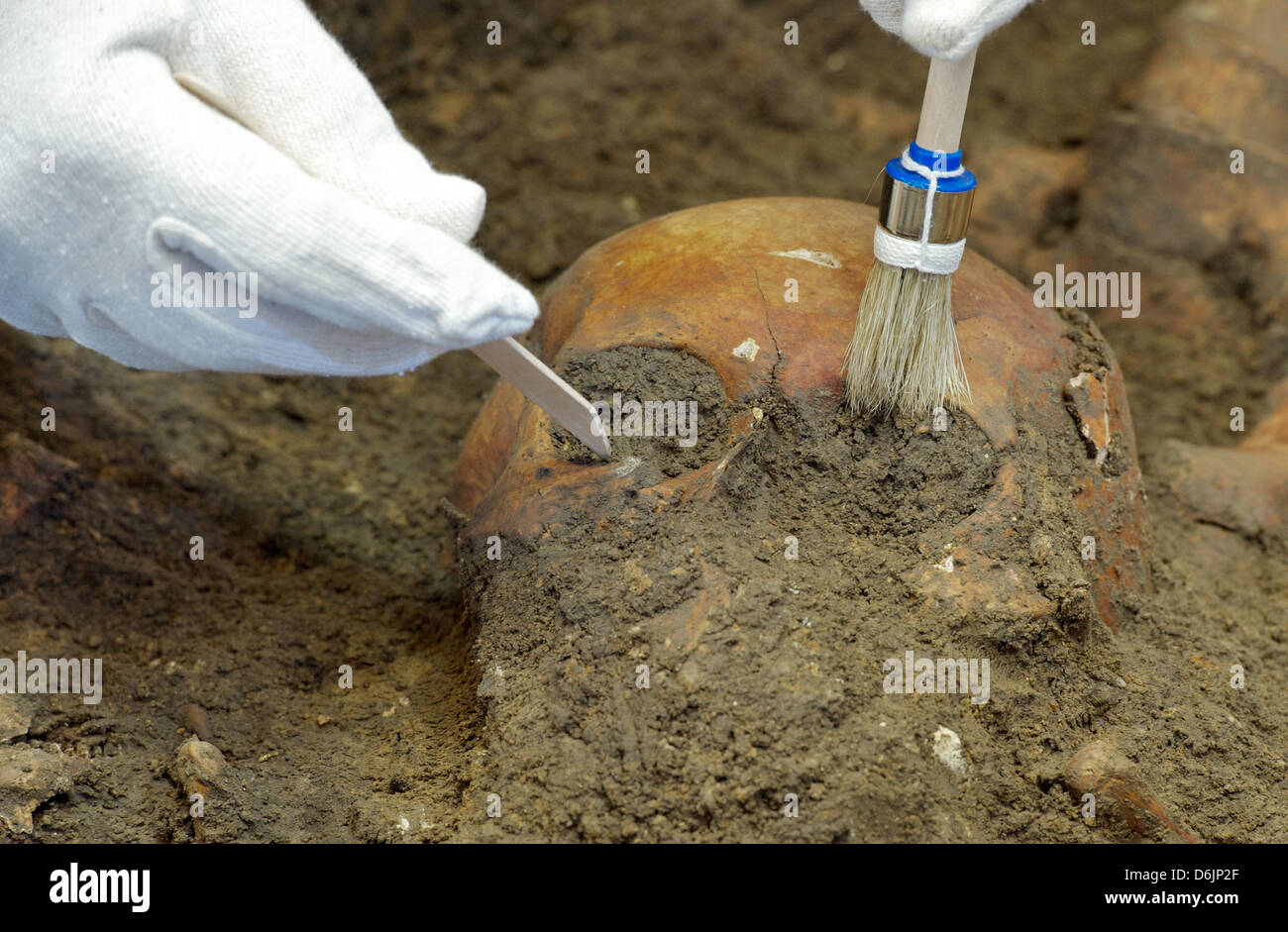 Ein Archäologe an das staatliche Museum für Urgeschichte untersucht einen Schädel aus einem Massengrab in Halle (Saale), Deutschland, 23. März 2012. Museumsmitarbeiter untersuchen ein Massengrab aus der Schlacht von Lützen im November 1632 während des Dreißigjährigen Krieges (1618-1648). Foto: PETER ENDIG Stockfoto