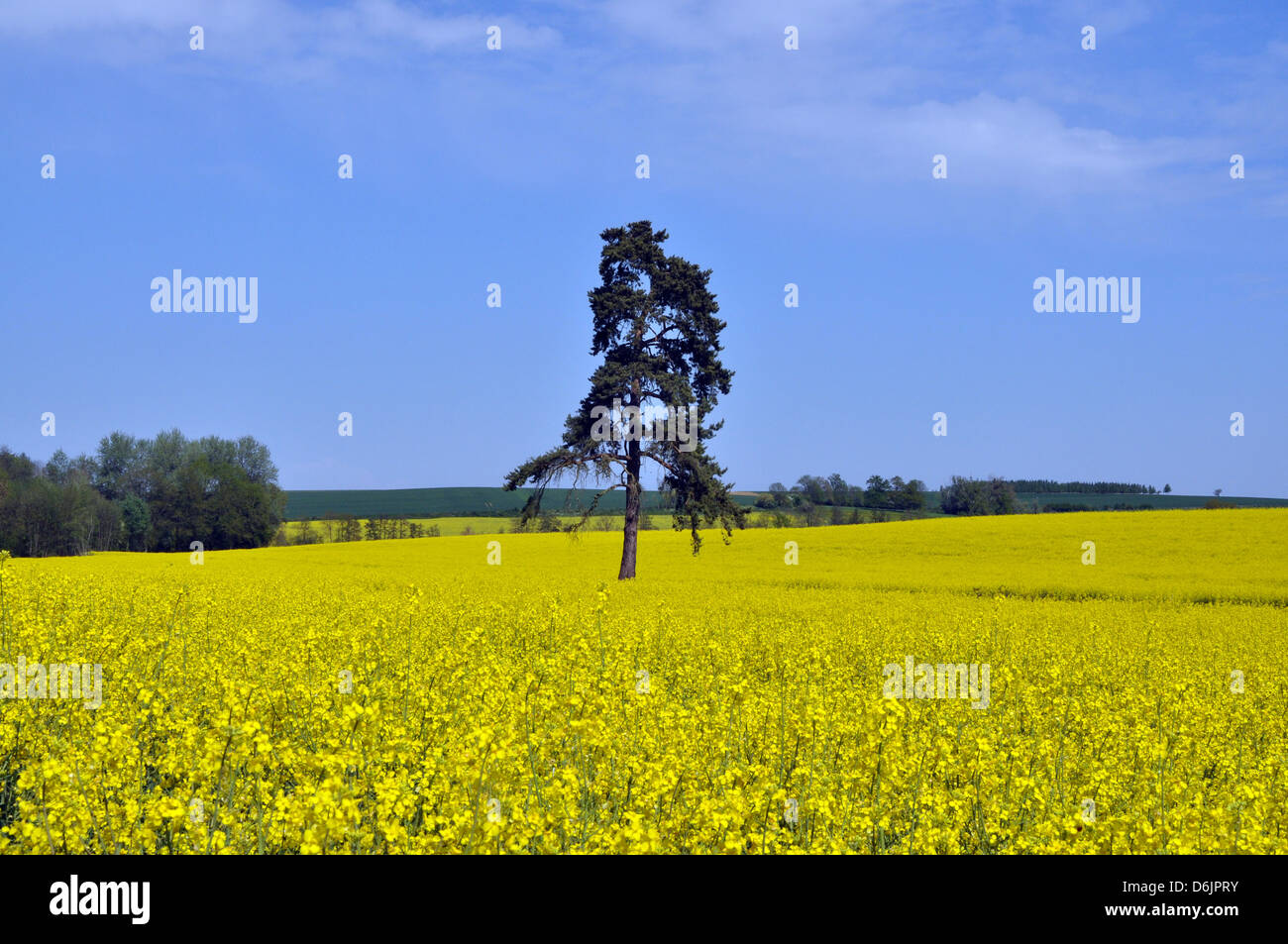 Gelbes Feld gegen einen blauen Himmel, Rapsöl Ernte, Île-de-France-Region in Nord-Zentral-Frankreich. Stockfoto