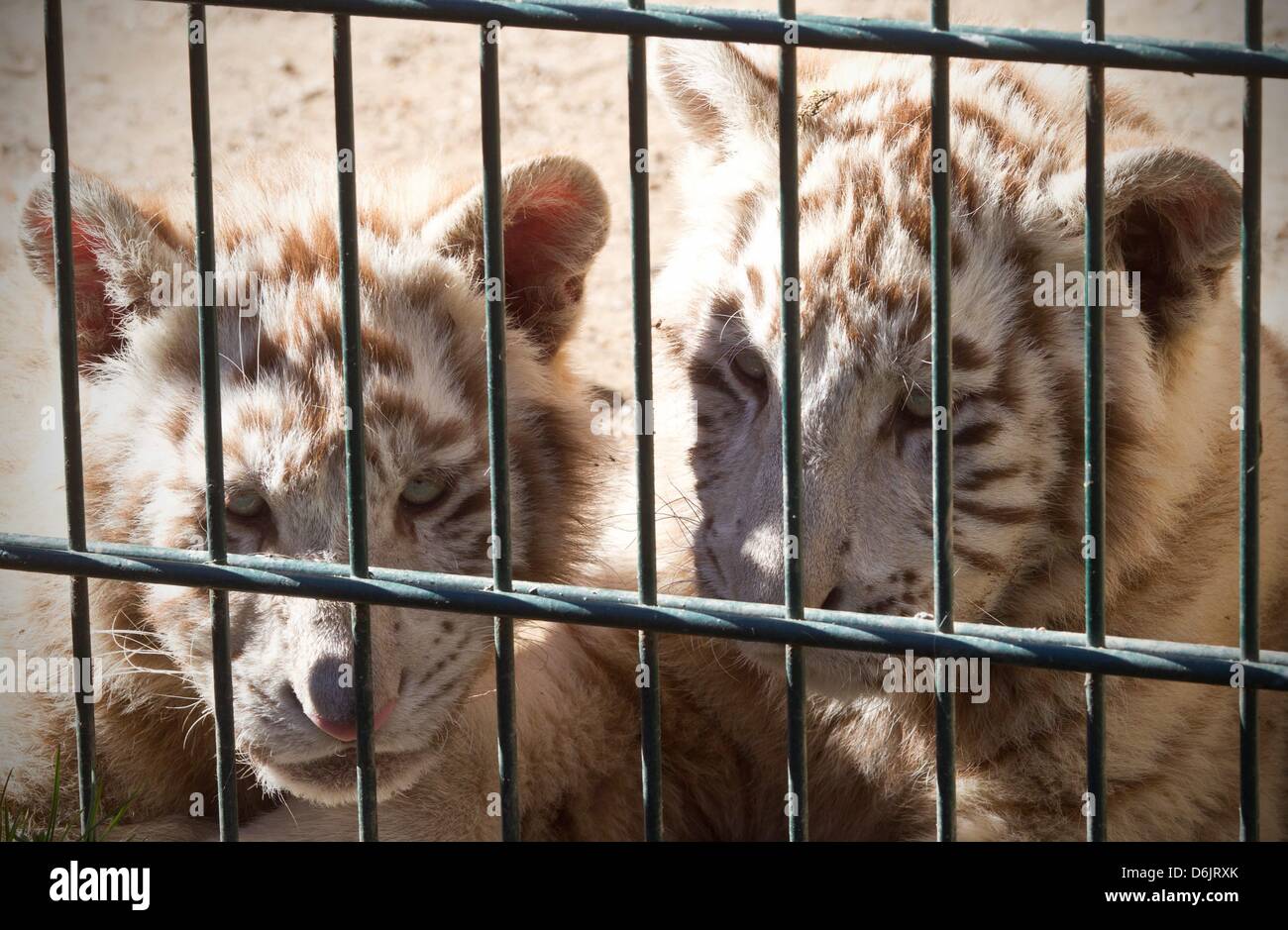 Tiger-Sonnenbaden in ihrem Außengehege im Zoo in Aschersleben, Deutschland, 25. März 2012. Foto: Jens Wolf Stockfoto