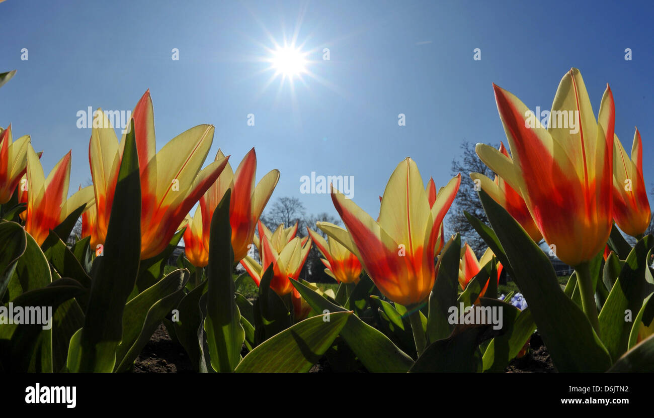 Blumen stehen in voller Blüte im Egapark in Erfurt, Deutschland, 26. März 2012. Foto: Martin Schutt Stockfoto