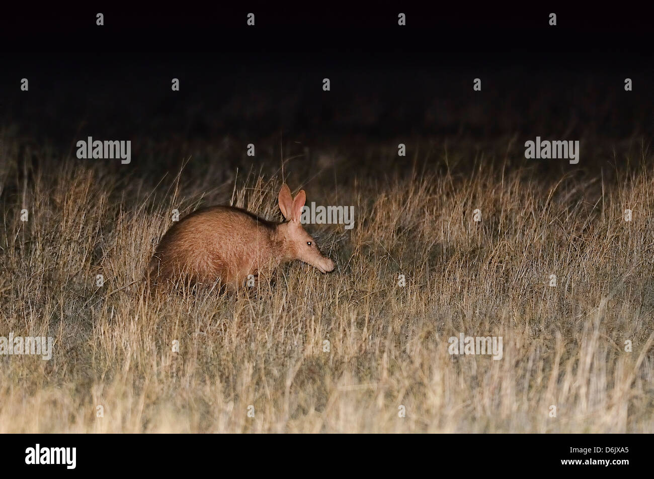 Aadvark Orycteropus Afer Bilder aus dem Monat in Südafrika Stockfoto