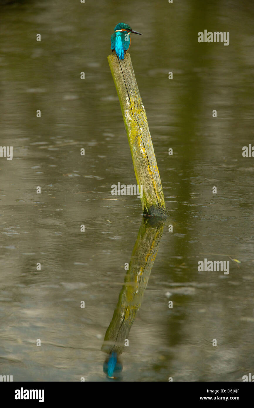 Eisvogel in seiner natürlichen Umgebung am Ufer des Flusses Stockfoto