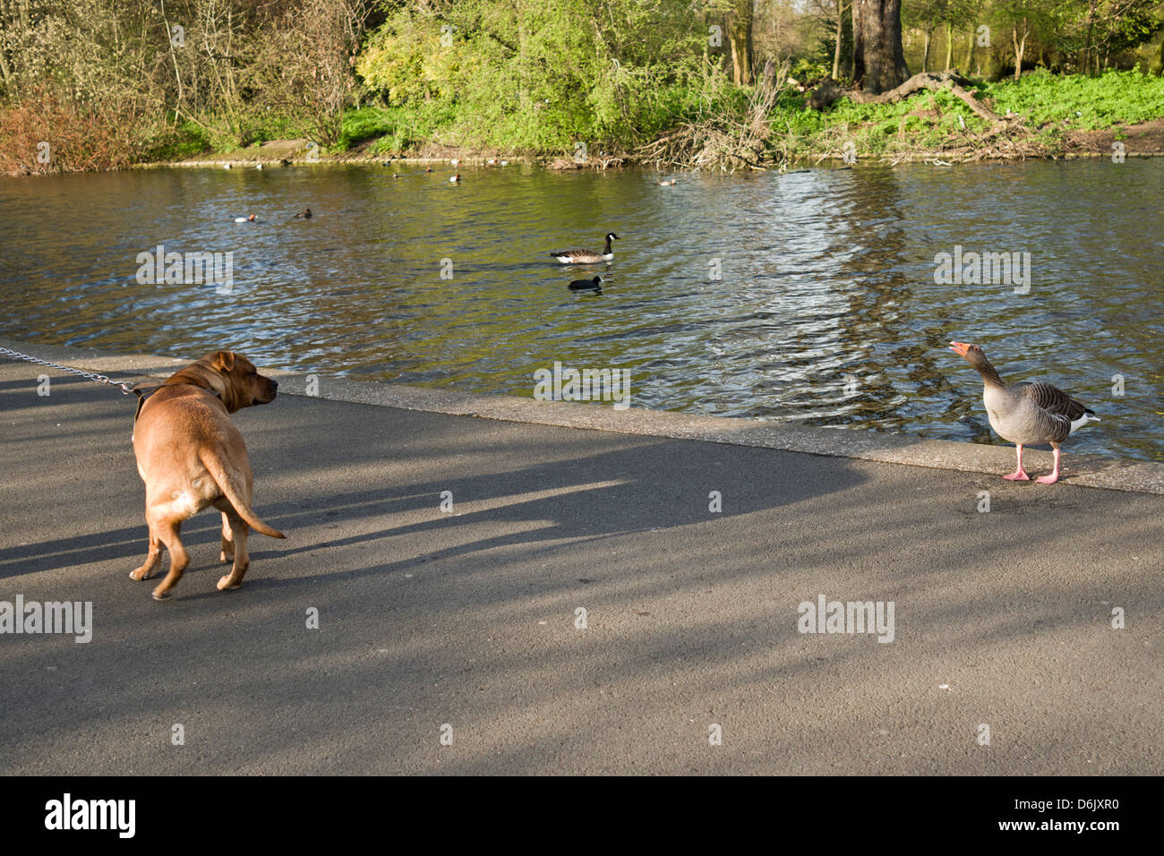 Ein Hund und eine Gans konfrontieren einander im Park. Stockfoto
