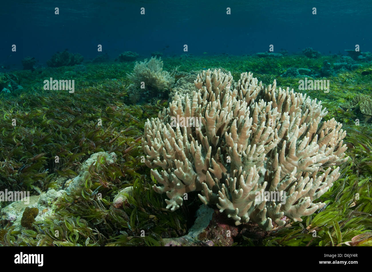 Leder Korallen Riff auf Seegras flach Sulawesi Indonesien Stockfoto