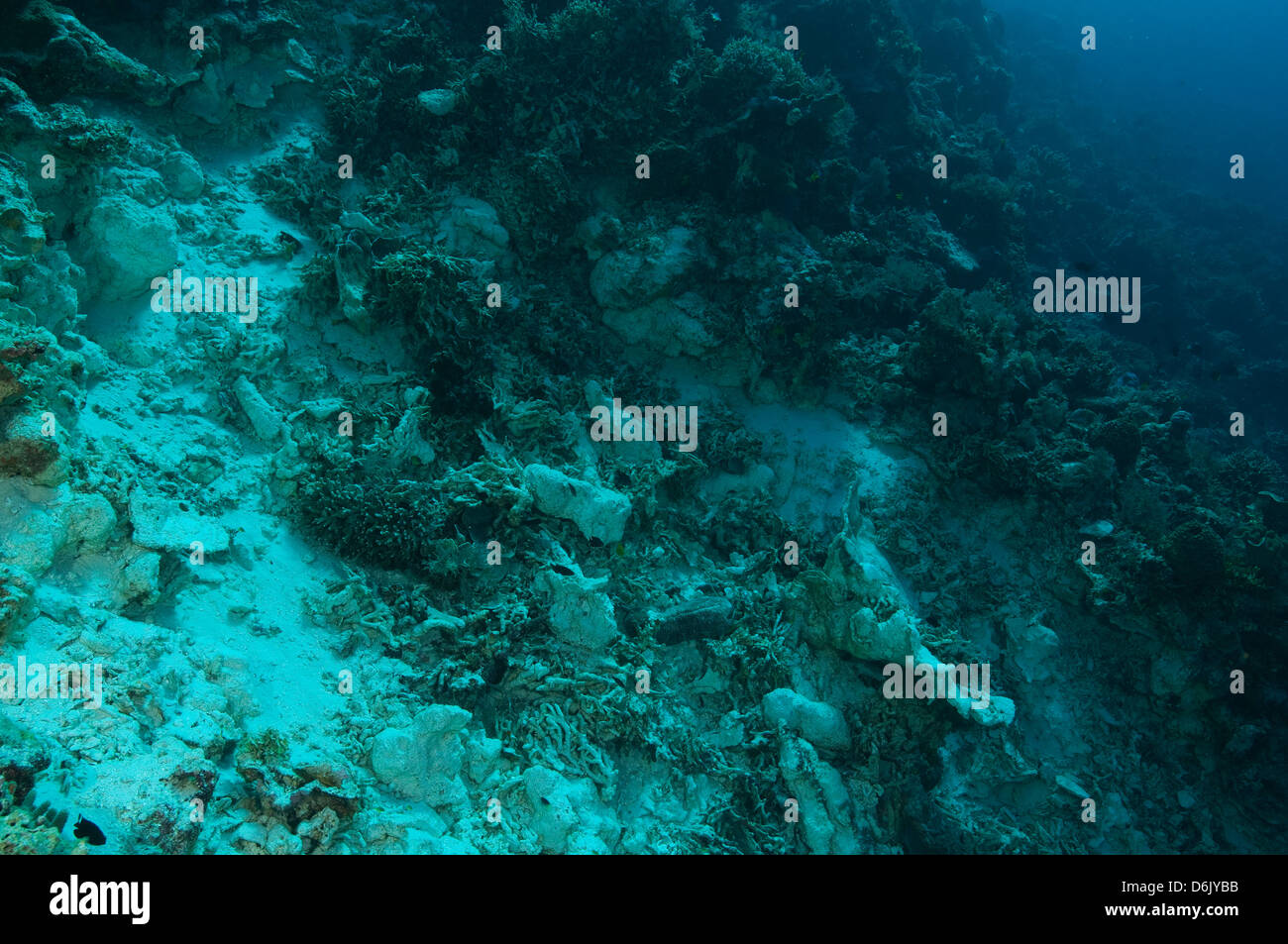 Zerstörung der Bombe Fischerei auf einem Korallenriff, Sulawesi Indonesien Stockfoto