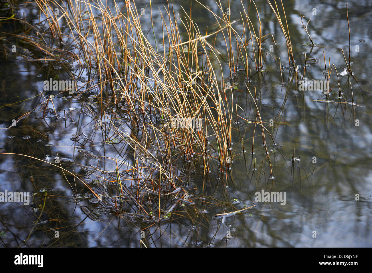Lakeside Schilf und Wasser Reflexionen Stockfoto