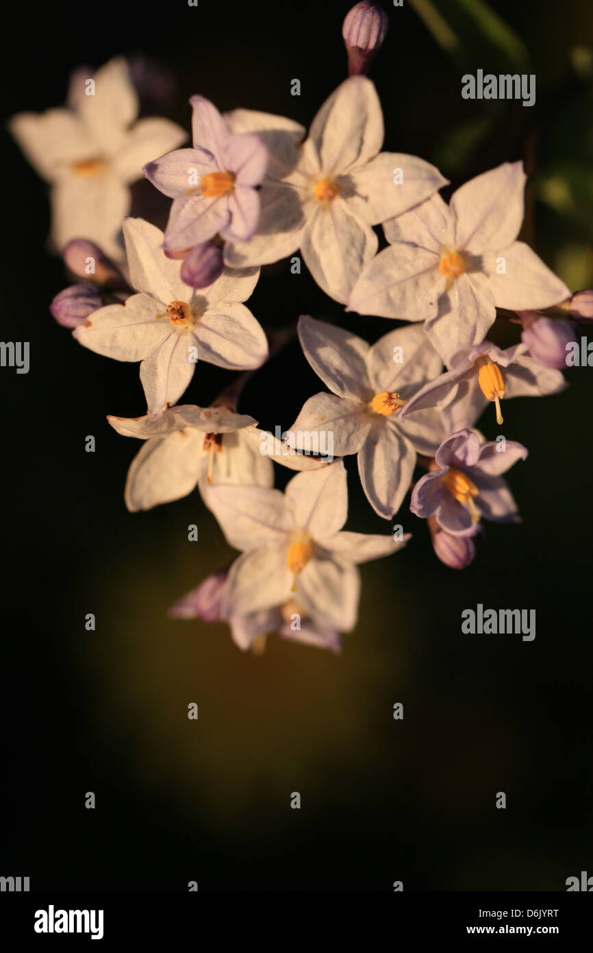 Weiß und blau Solanum Jaminoïde Blüten im Herbst Garten bei Sonnenuntergang Stockfoto