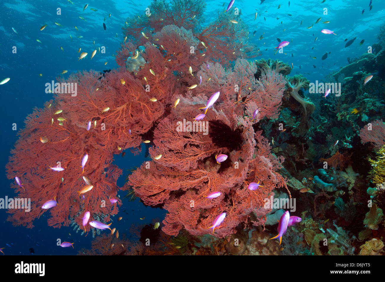 Riff-malerisch mit riesigen Seafan und Anthiases Sulawesi Indonesien Stockfoto