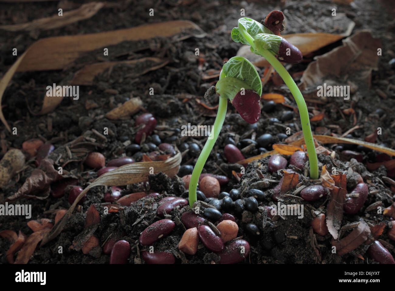 Grün sprießen aus Samen wachsen Stockfoto