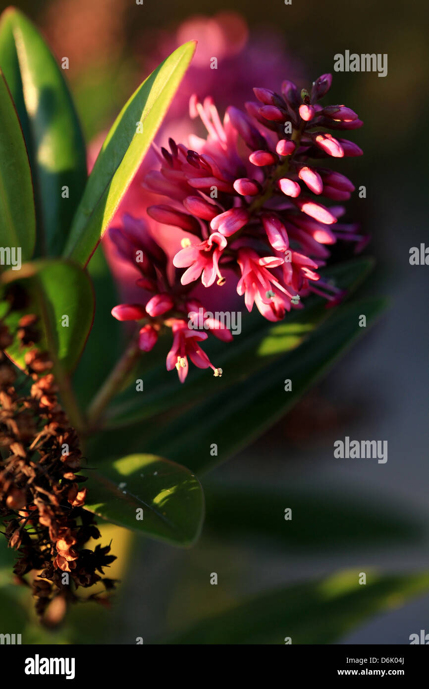 Lila Hebe Blumen im Herbst Garten Stockfoto