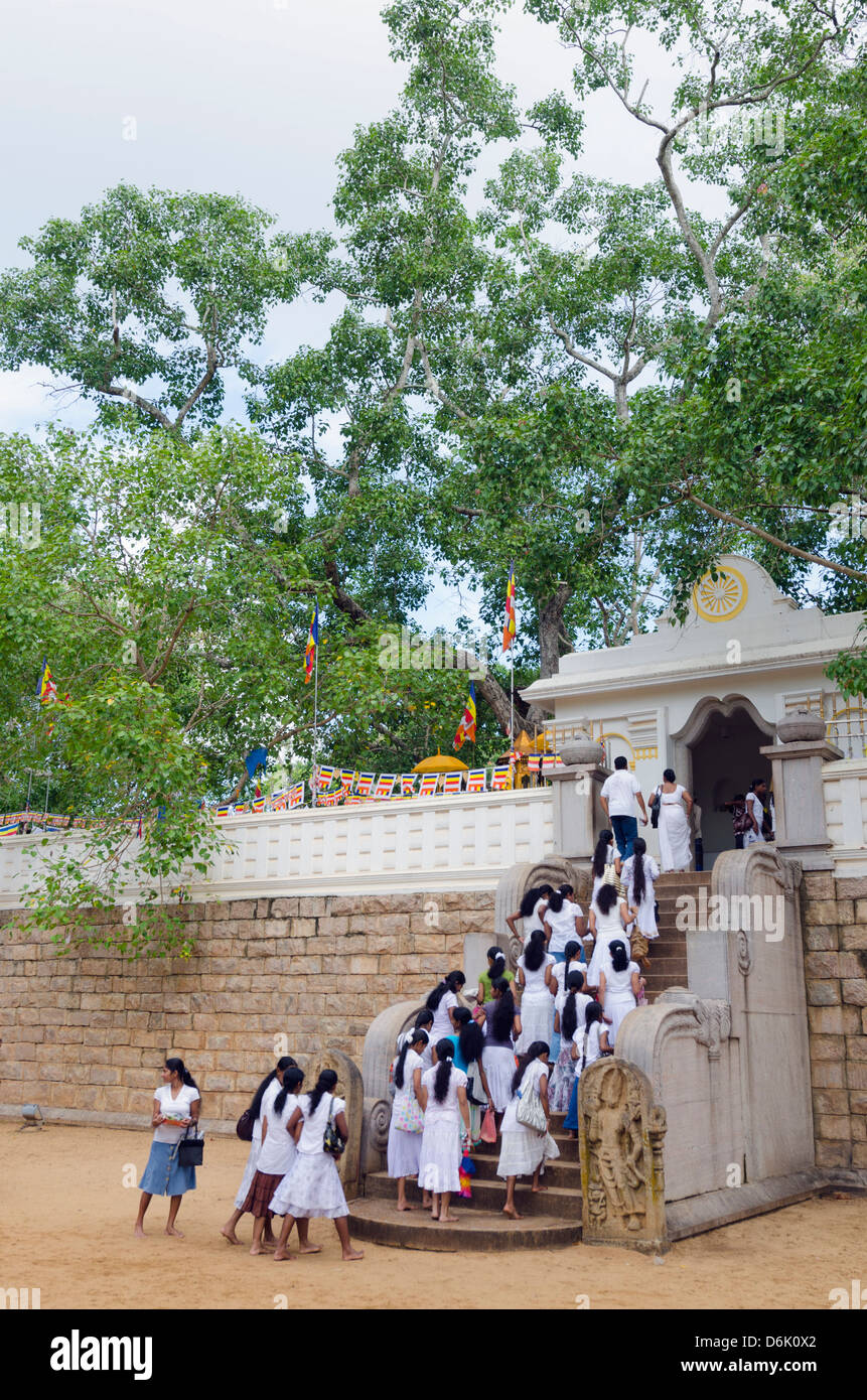 Buddhistische Pilger, UNESCO-Weltkulturerbe, Anuradhapura, Sri Maha Bodhi, North Central Province, Sri Lanka Stockfoto