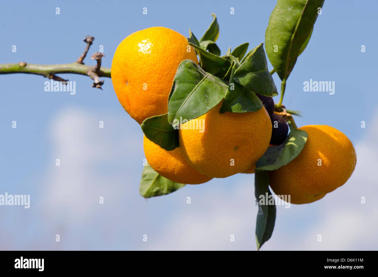 Mandarinen vor einem blauen spanischen Himmel Stockfoto