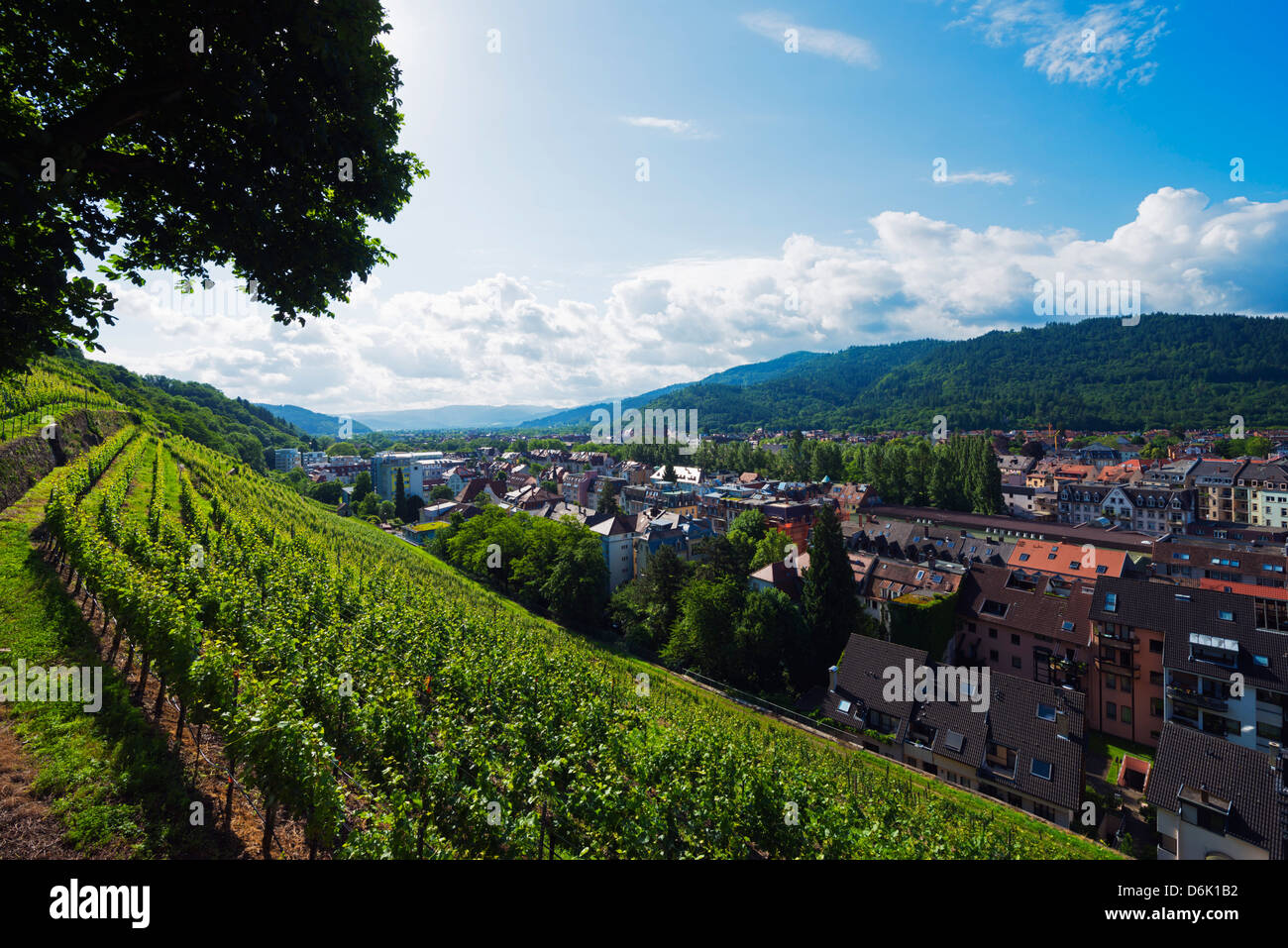 Weinberge, Freiburg, Baden-Württemberg, Deutschland, Europa Stockfoto