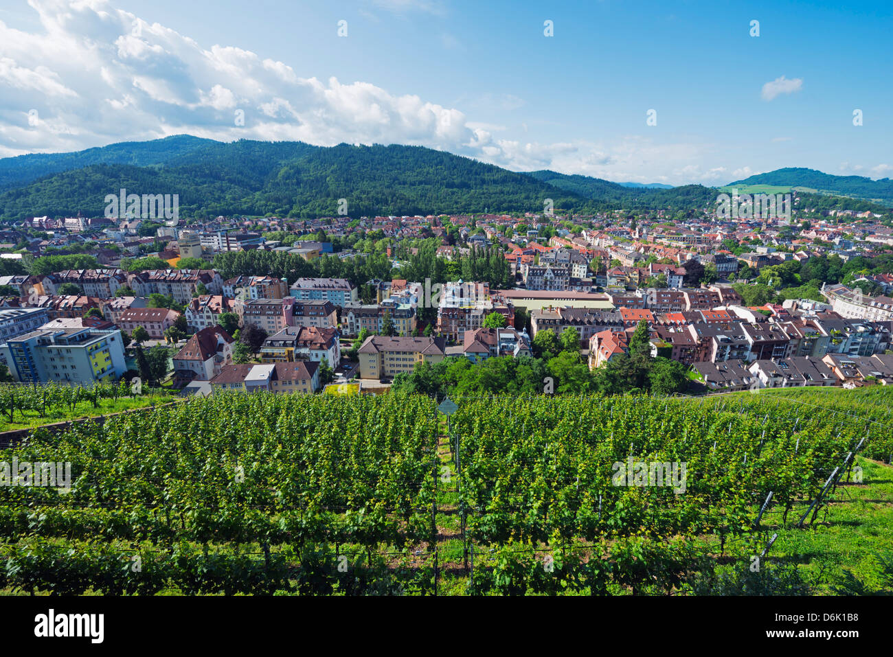 Weinberge, Freiburg, Baden-Württemberg, Deutschland, Europa Stockfoto