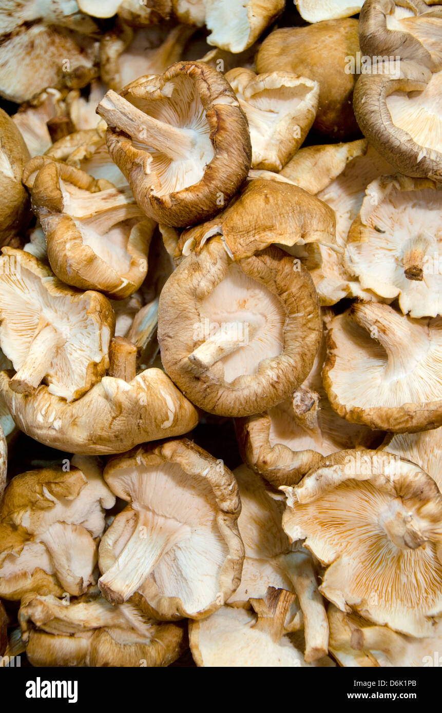 Pilze auf dem Markt Stockfoto