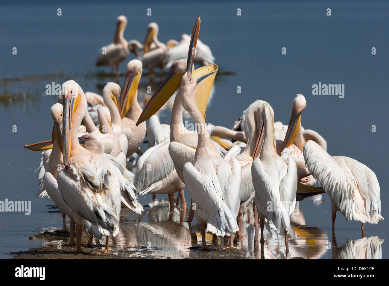 Große weiße Pelikane (Pelecanus Onocrotalus), Lake Nakuru National Park, Rift Valley in Kenia, Ost-Afrika, Afrika Stockfoto