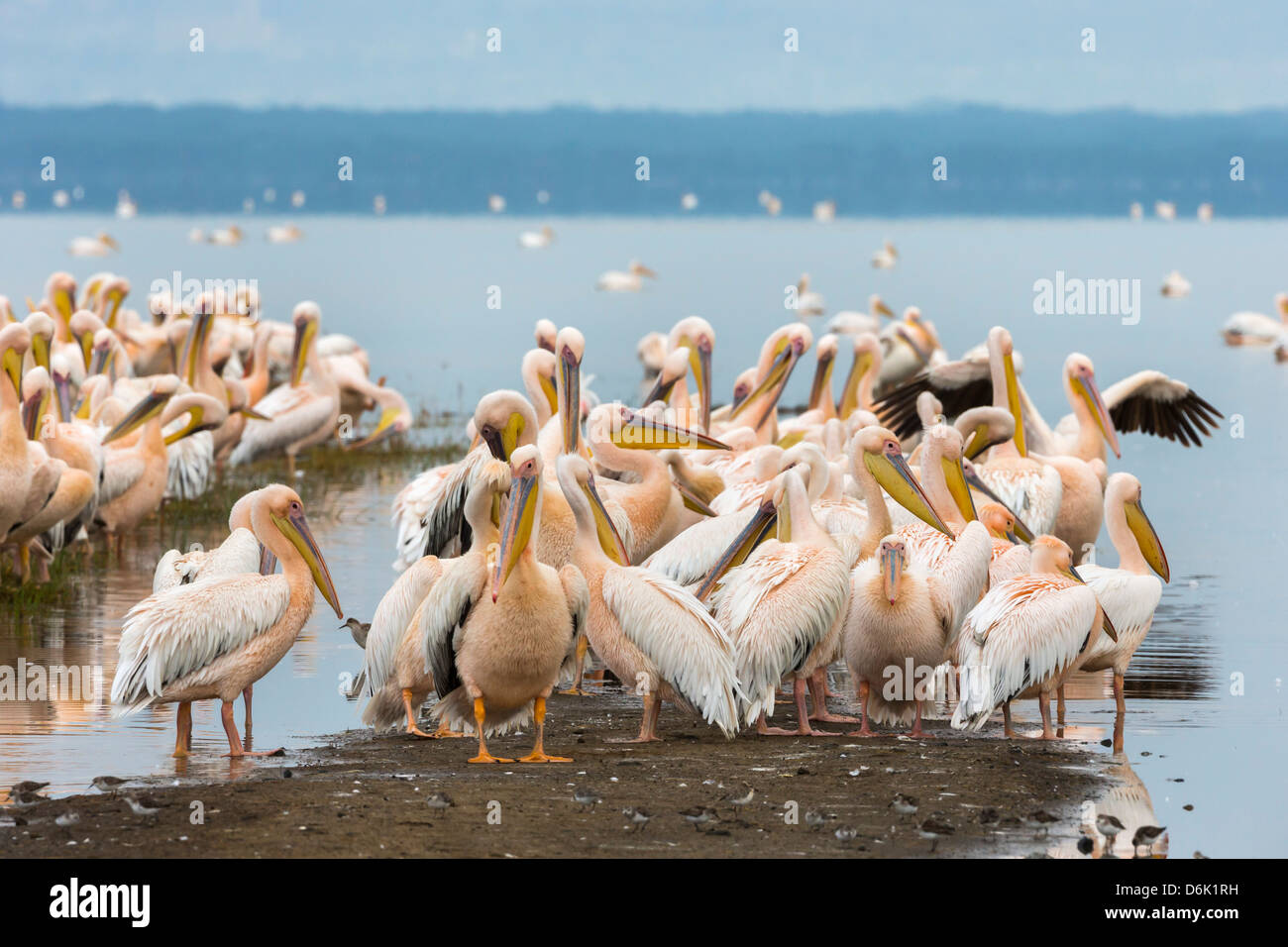 Große weiße Pelikane (Pelecanus Onocrotalus), Lake-Nakuru-Nationalpark, Kenia, Ostafrika, Afrika Stockfoto