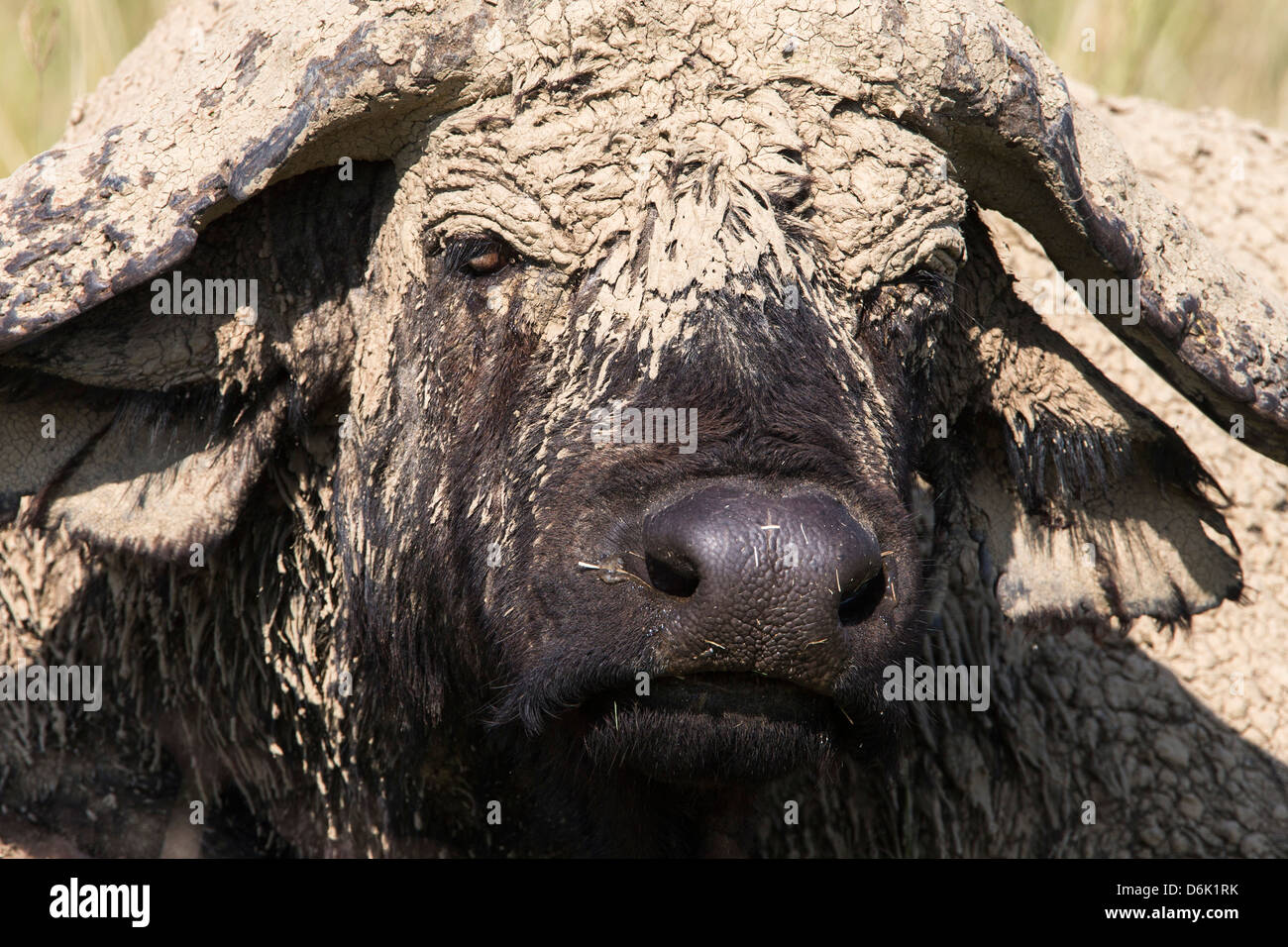 Kaffernbüffel (Syncerus Caffer) mit getrockneten Schlamm, Lake-Nakuru-Nationalpark, Kenia, Ostafrika, Afrika Stockfoto