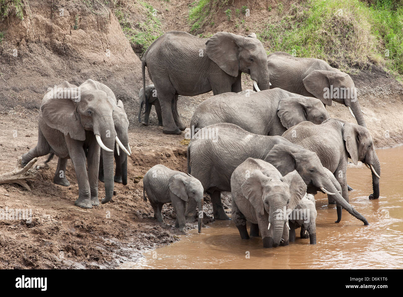 Elefanten (Loxodonta Africana) am Mara River, Masai Mara National Reserve, Kenia, Ostafrika, Afrika Stockfoto