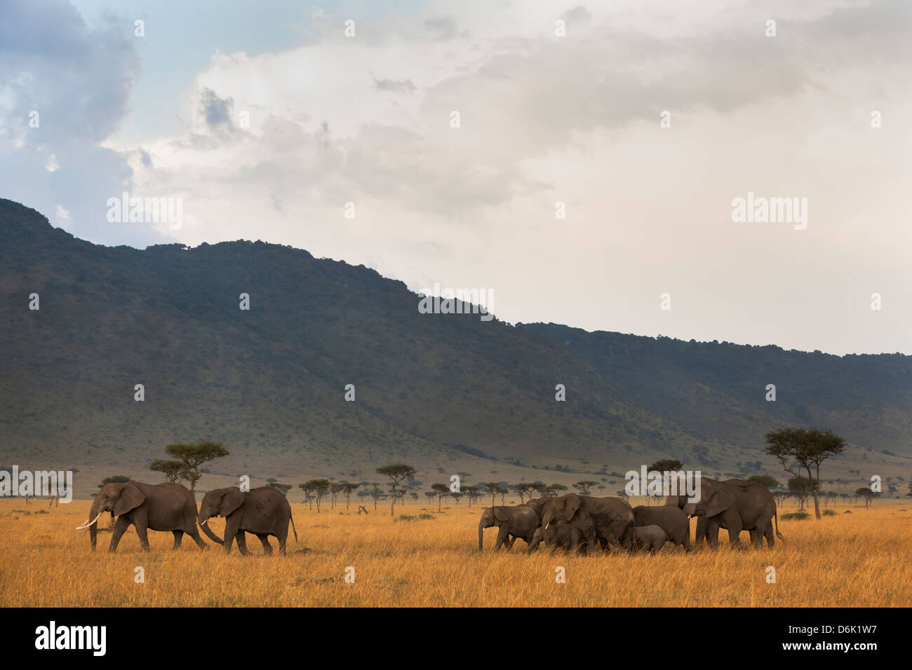 Elefantenherde (Loxodonta Africana), Masai Mara National Reserve, Kenia, Ostafrika, Afrika Stockfoto