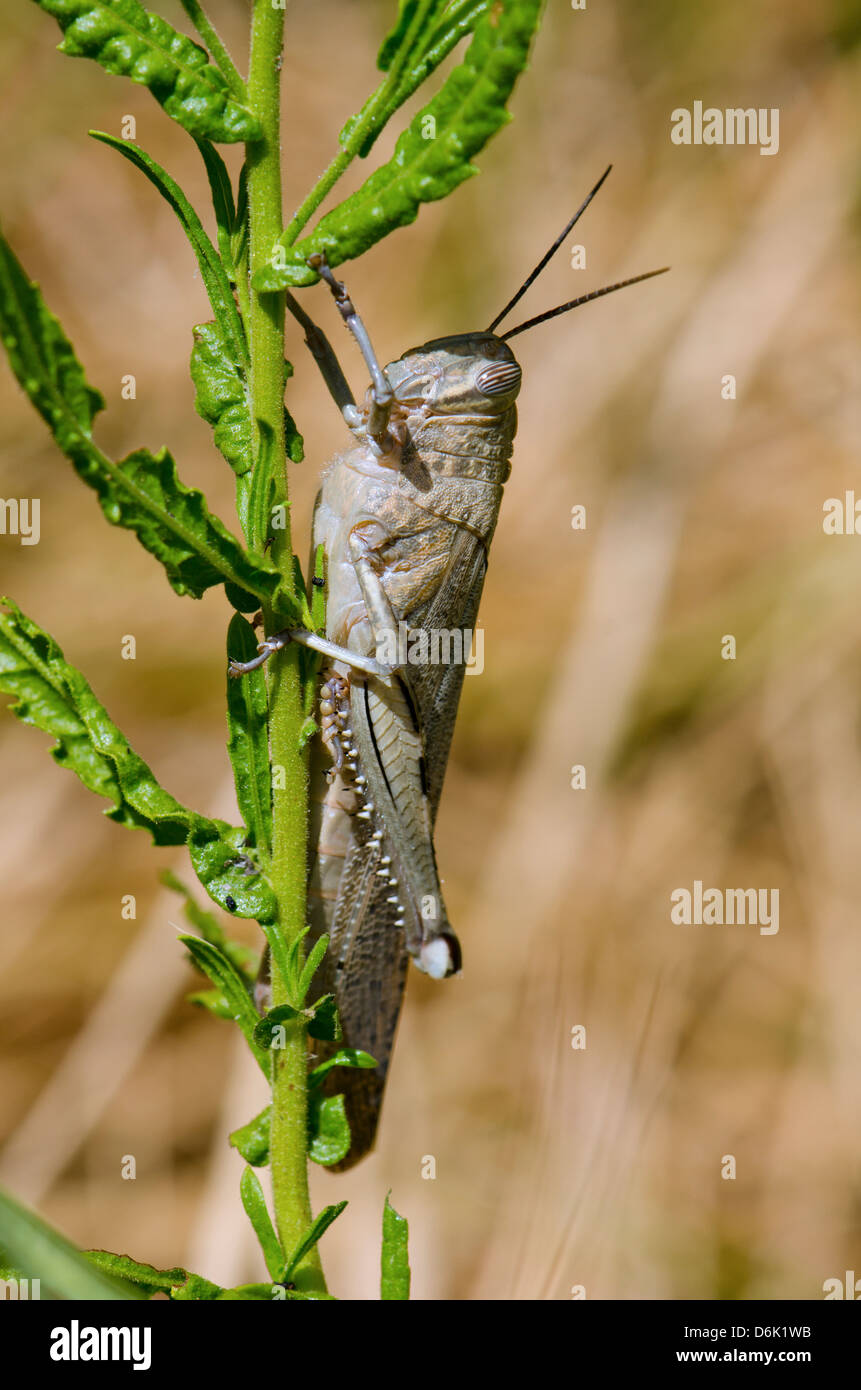 Ägyptische Grasshopper, Anacridium Aegyptium in Andalusien, Spanien. Stockfoto