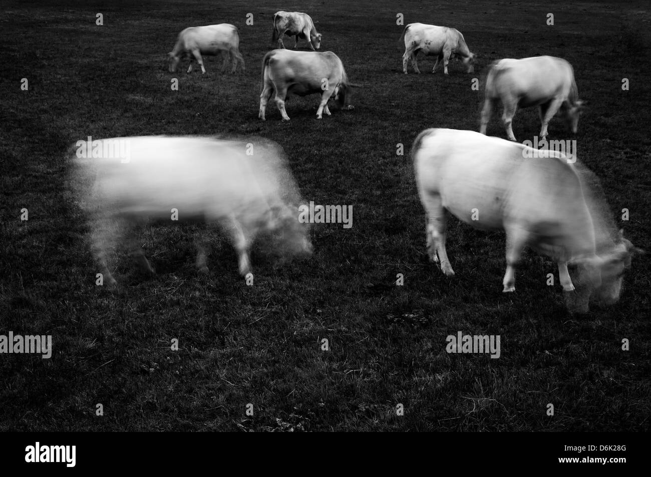 Grasende Kühe Stockfoto