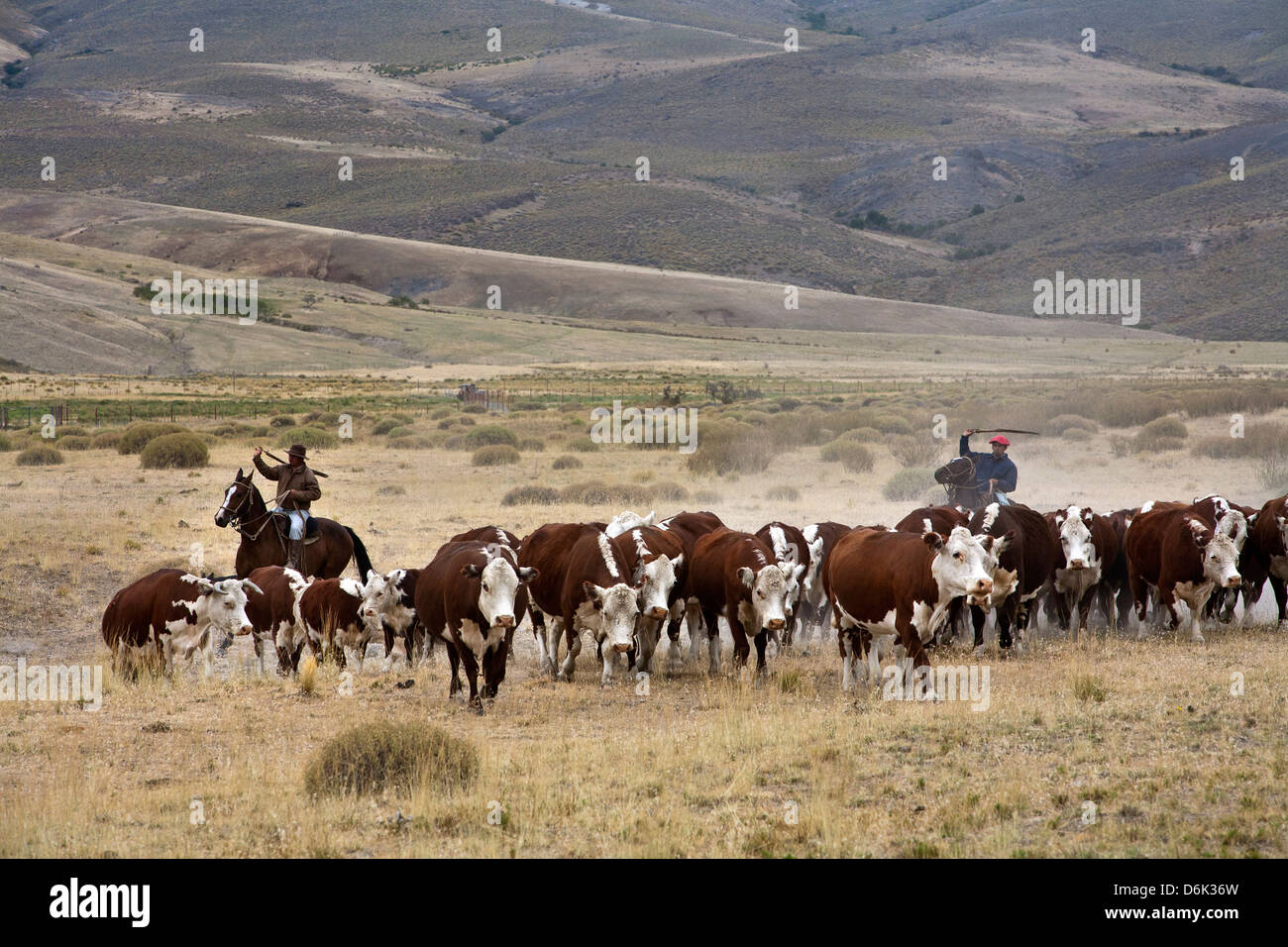 Gauchos mit Vieh auf die Huechahue Estancia, Patagonien, Argentinien, Südamerika Stockfoto