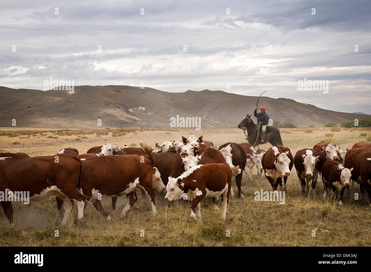 Gauchos mit Vieh auf die Huechahue Estancia, Patagonien, Argentinien, Südamerika Stockfoto
