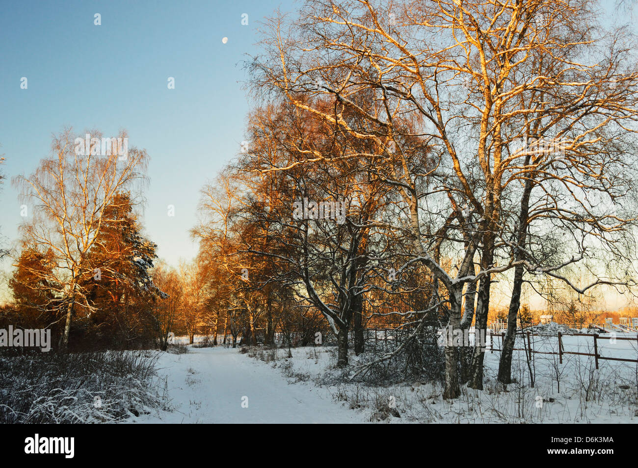 Winter-Szene, Schwenninger Moos Naturschutzgebiet, Villingen Baden-Wurttemberg, Deutschland, Europa Stockfoto
