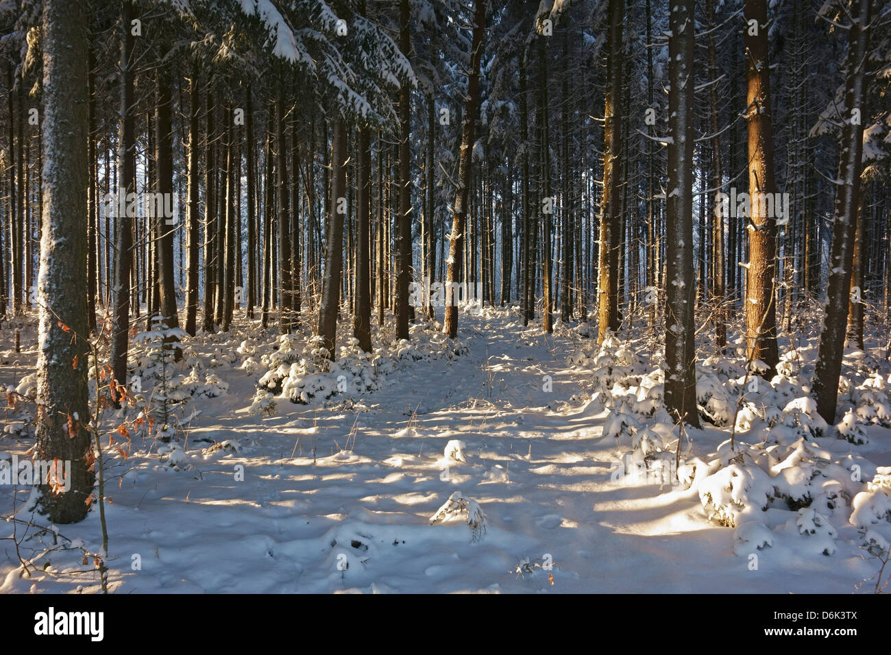 Schwarzwald im Winter, in der Nähe von Villingen Schwarzwald-Baar, Baden-Wurttemberg, Deutschland, Europa Stockfoto