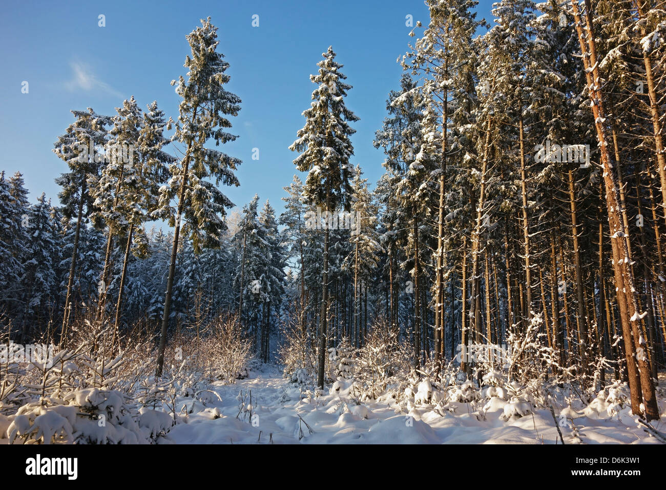 Schwarzwald im Winter, in der Nähe von Villingen Schwarzwald-Baar, Baden-Wurttemberg, Deutschland, Europa Stockfoto