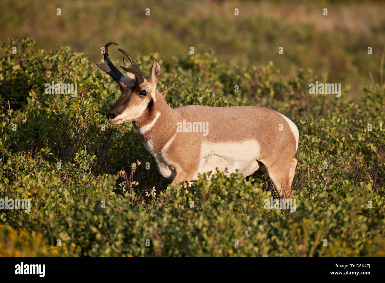 Gabelbock (Antilocapra Americana) Bock, Custer State Park, South Dakota, Vereinigte Staaten von Amerika, Nordamerika Stockfoto