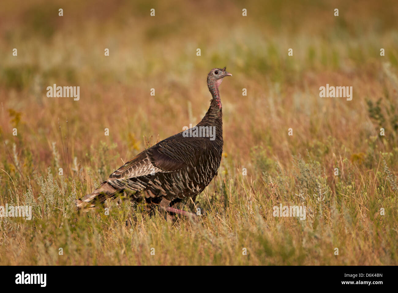 Wilder Truthahn (Meleagris Gallopavo), Custer State Park, South Dakota, Vereinigte Staaten von Amerika, Nordamerika Stockfoto