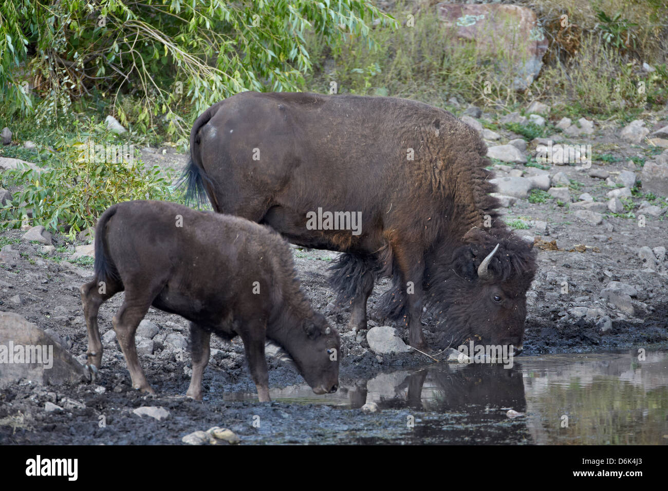 Bisons (Bison Bison) Kuh und Kalb trinken aus einem Teich, Custer State Park, South Dakota, Vereinigte Staaten von Amerika, Nordamerika Stockfoto